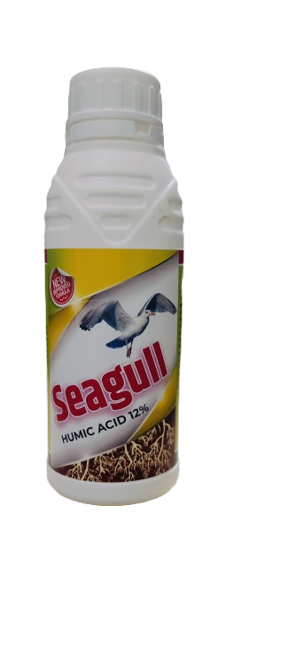 Seagull